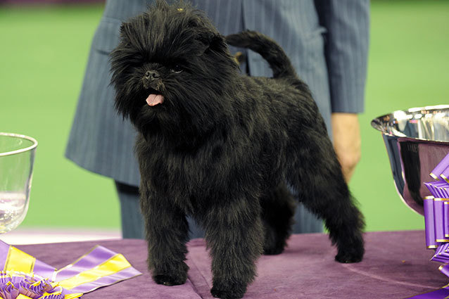 Affenpinshcer Banana Joe named Westminster Best in Show