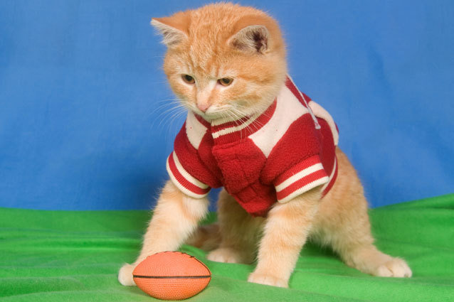 Hallmark Channel's Kitten Bowl