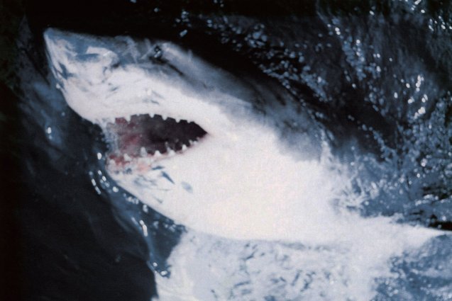 JAWS