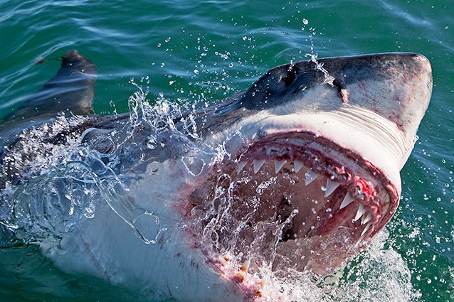 Shark Week