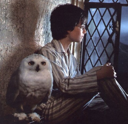 harry potter hedwig interactive