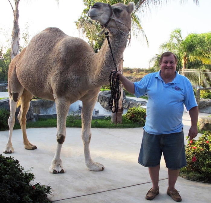 burt ward camel