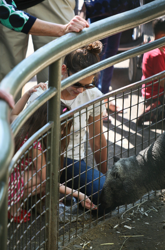 Katie Suri feed animals