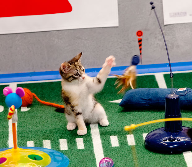 Puppy Bowl Kitten Halftime Show